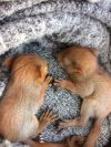 Eichhoernchenbabys