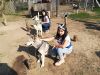 5A Husky Farm